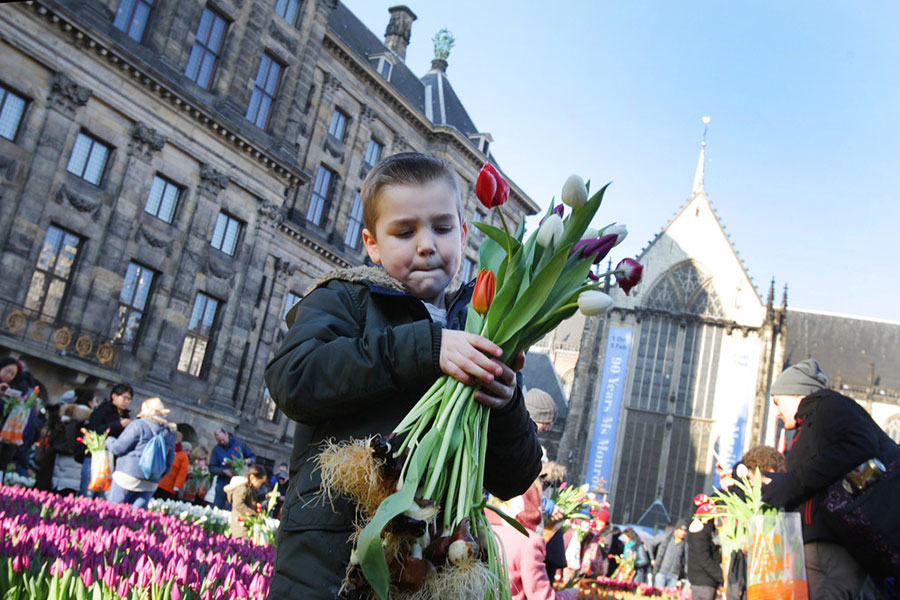 Amsterdam transforms into a tulip ocean on National Tulip Day