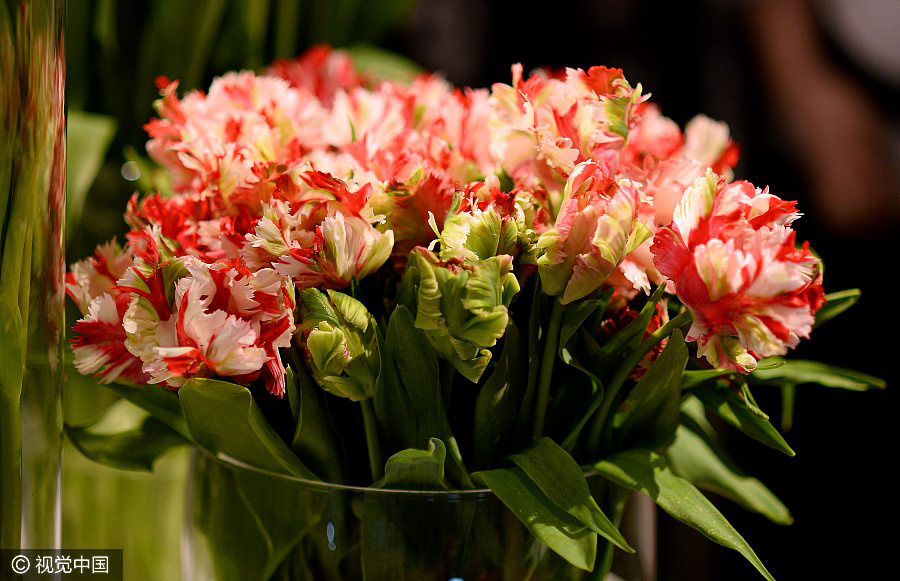 Tulip exhibition held in Poland