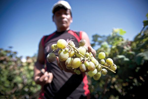 Chinese to import more Peruvian table grapes