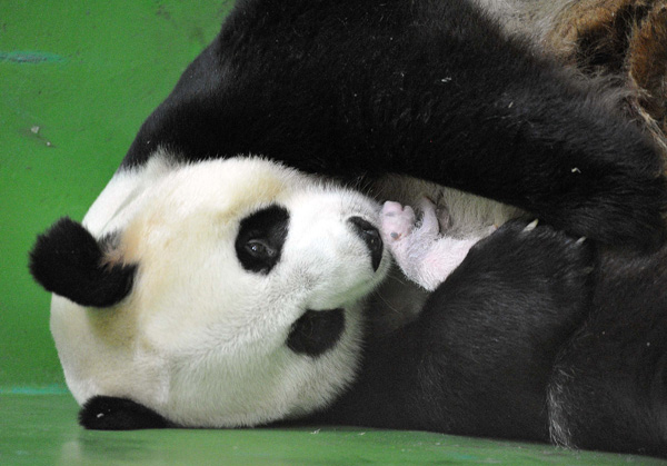 Unique panda triplets take a bow