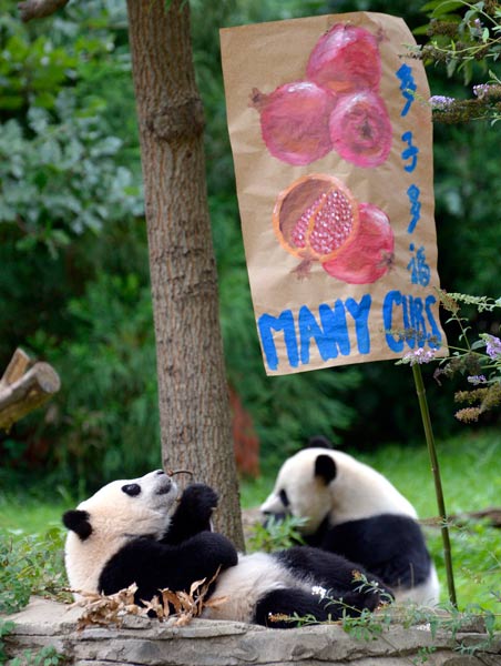 Bao Bao, blessed with many birthday wishes