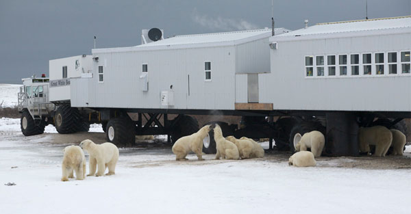 Remote Canadian polar bear town arouses interest from China