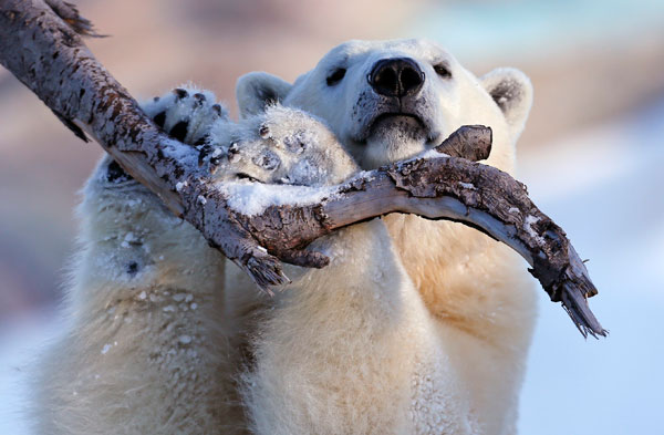Polar bear watching in Canada