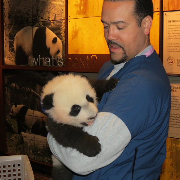 Panda cub Bei Bei to make public debut on Jan 16