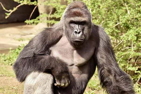 US zoo denies negligence in barriers accident after gorilla dies