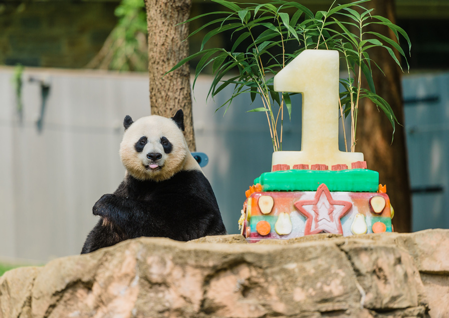 1-yr-old giant panda cub Bei Bei draws crowds
