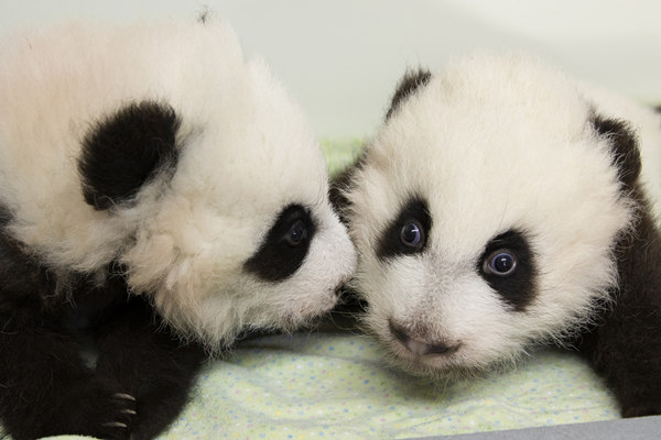 Meet Ya Lun and Xi Lun, twin panda cubs
