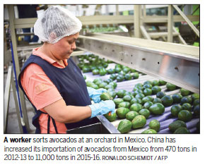 Mexico avocados big in China