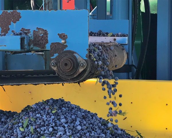 Wild blueberries juice up Canada's exports