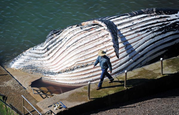 Whale washes up in seaside pool