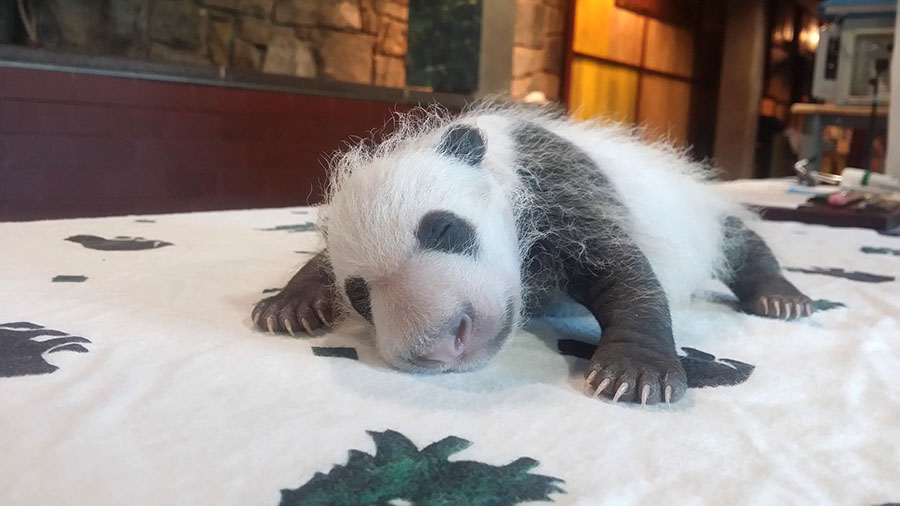 First ladies name giant panda cub 'Bei Bei' in Washington