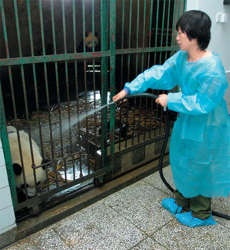'I postponed my big day so I can help save the pandas'