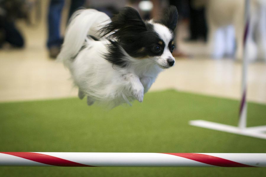 138th Westminster Kennel Club Dog Show to open