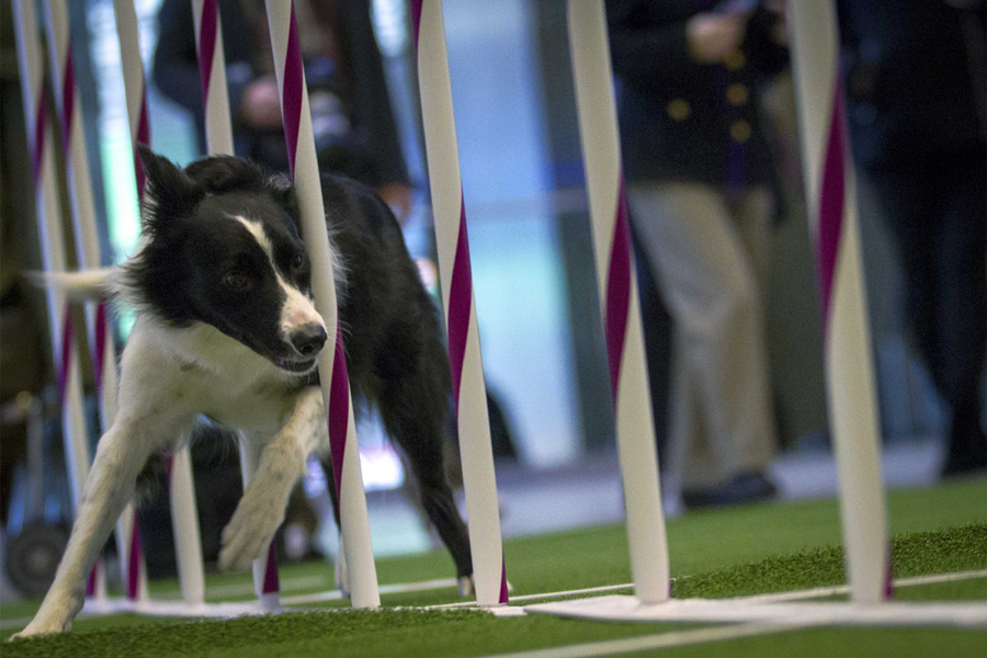 138th Westminster Kennel Club Dog Show to open