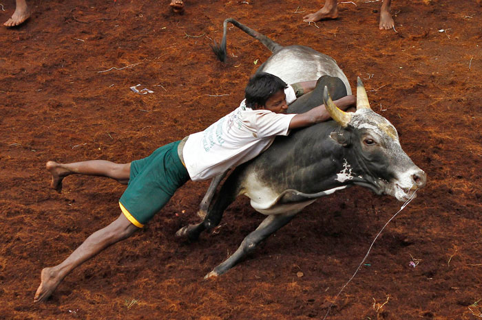 Bull-taming festival kicks off in India