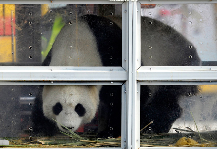 China's giant pandas arrive at Belgian zoo