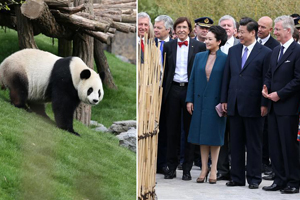 Giant pandas going wild