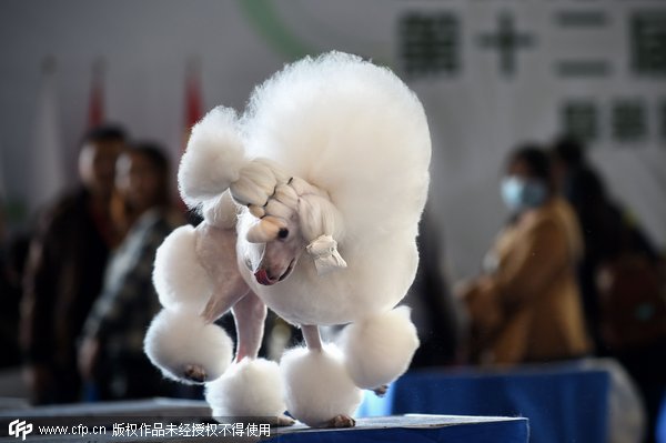 China International Pet Show opens in Beijing