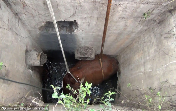 Pregnant cow winched from well by crane