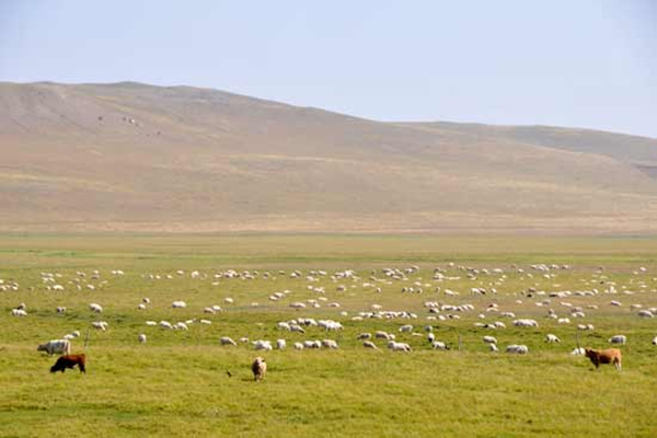 China steps up grassland protection