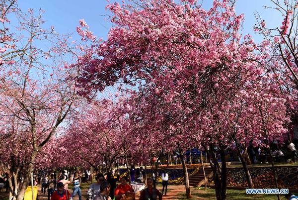 Visitors enjoy cherry blossom in a park in SW China's Yunnan
