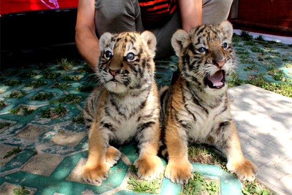 Legislators fined for raising tigers