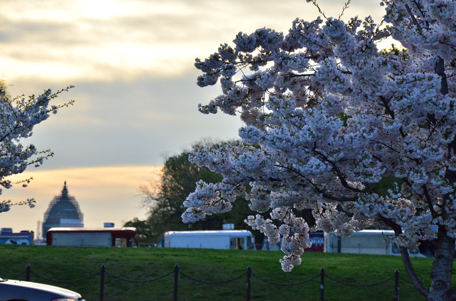 National festival underway with cherry blossoms in peak bloom
