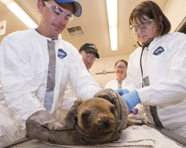 California oil spill takes toll on marine mammals, birds