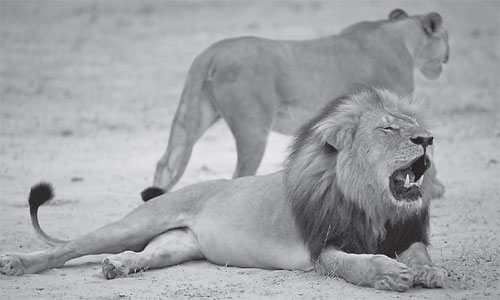 Pair to face poaching charges related to death of popular lion