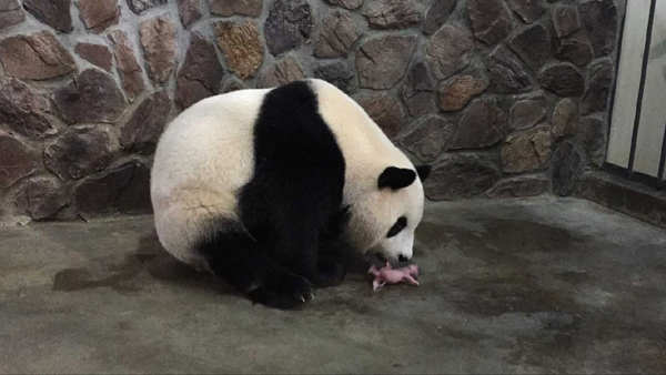 Twin female panda cubs born in Sichuan