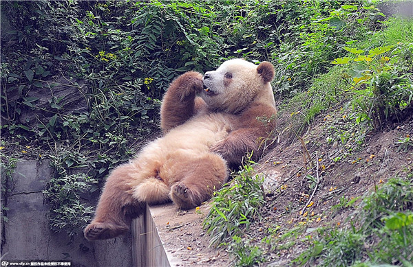 Rare brown panda grows up in NW China