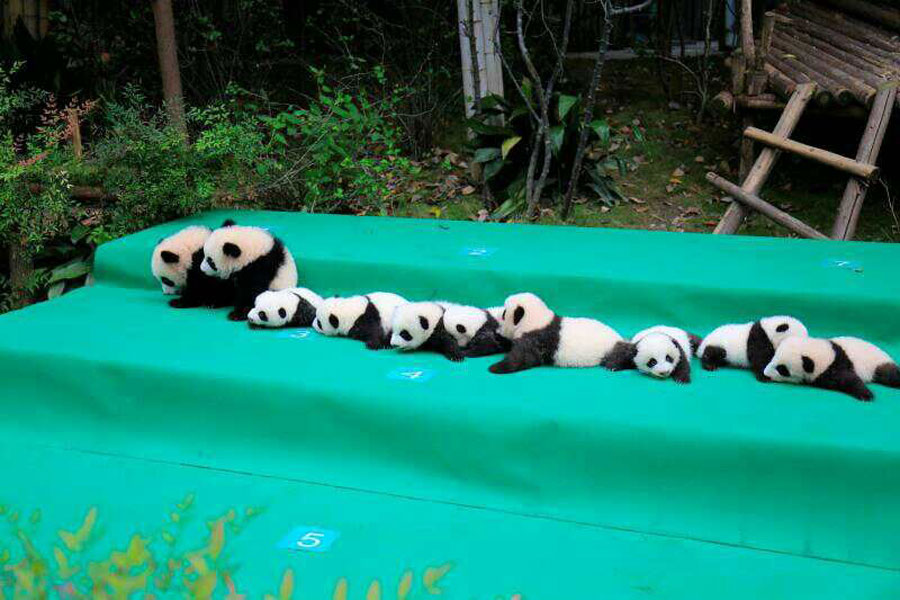 63 giant pandas born in captivity in 2017