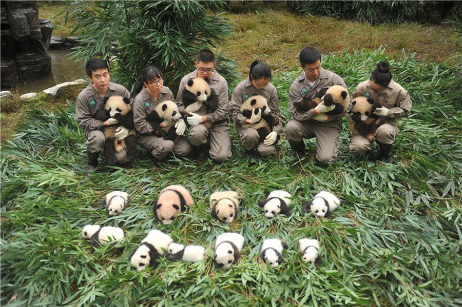 63 giant pandas born in captivity in 2017