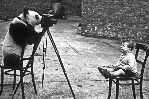Beloved panda was wartime ambassador warming hearts of people