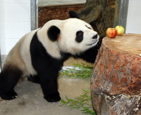 Chengdu 'pandas' to worldwide audience