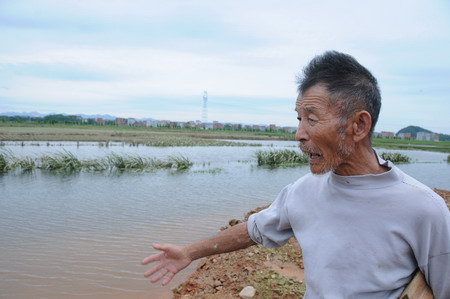 Heavy rains won't hurt early rice yield
