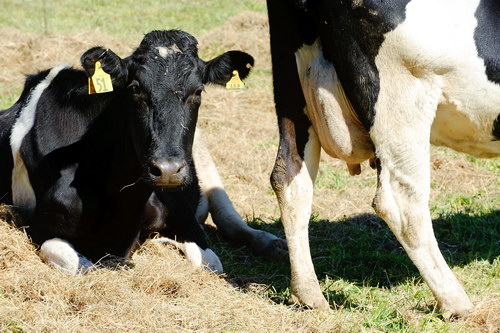Fonterra inks farm deal to milk from demand