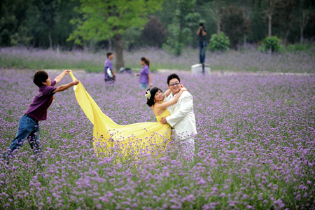 Love in the lavender fields