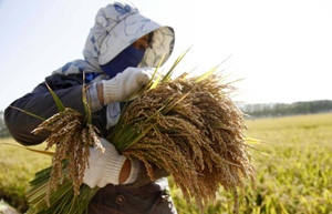 China imports 60% of Vietnam's rice in April