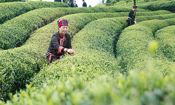 She ethnic group: Living, singing and working in tea plantations