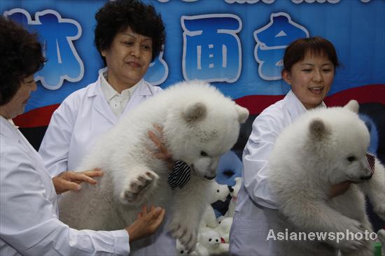 Polar bear twins meet the public