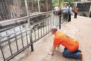 Artist kneels in apology to animals