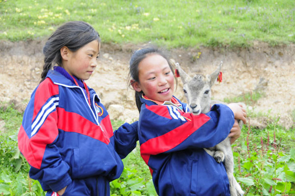 Tibetan girl saves baby sheep