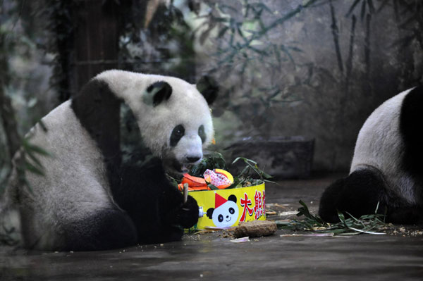 Pandas celebrate birthday at zoo in E China