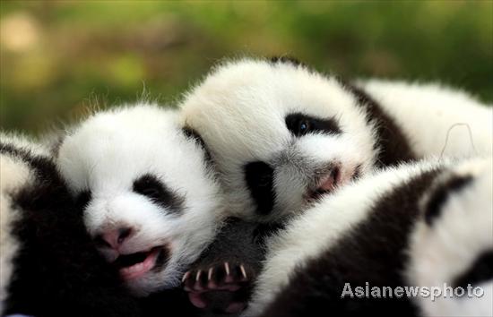 Panda cubs sunbathe in SW China