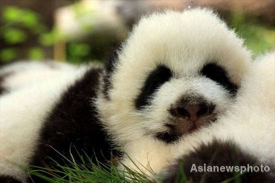 Panda cubs sunbathe in SW China