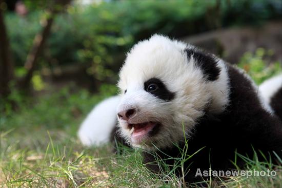 Panda cubs sunbathe in SW China