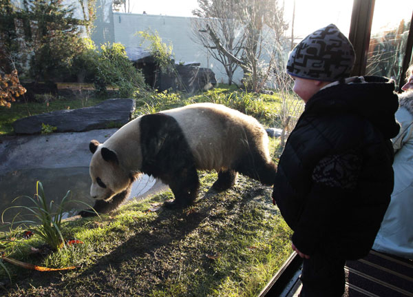 Pandas may find traveling hard to bear