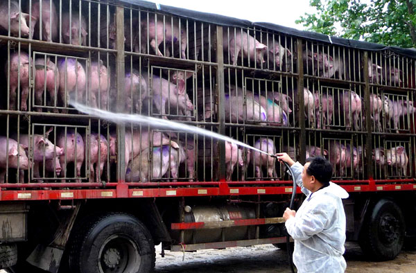 Henan pigs enjoy 'VIP' treatment