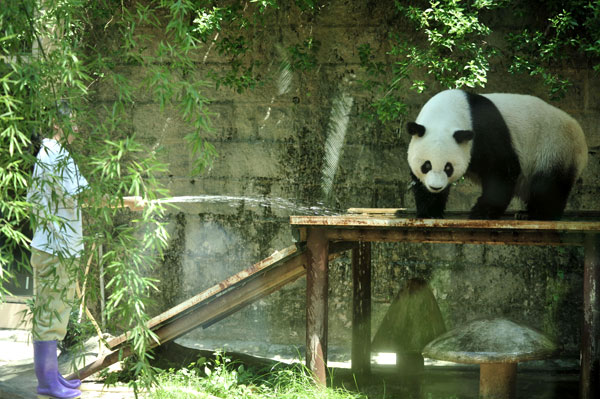 Pandas keep cool in summer heat